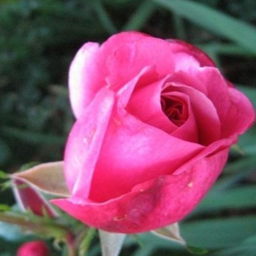 Rosa Titian™ - rosa - Árbol de Rosas Inglesa - rosal de pie alto- froma de corona llorona